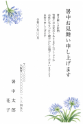 アガパンサスの水彩イラストデザインの暑中見舞い・残暑見舞い