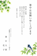 オオルリと夏木立の水彩イラストデザインの暑中見舞い・残暑見舞い